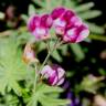 Fotografia 1 da espécie Lathyrus niger do Jardim Botânico UTAD