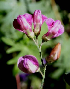 Fotografia 5 da espécie Lathyrus niger no Jardim Botânico UTAD