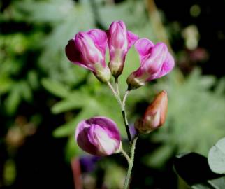 Fotografia da espécie Lathyrus niger