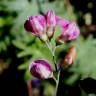 Fotografia 5 da espécie Lathyrus niger do Jardim Botânico UTAD