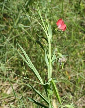 Fotografia 10 da espécie Lathyrus cicera no Jardim Botânico UTAD