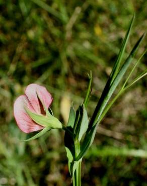 Fotografia 12 da espécie Lathyrus cicera no Jardim Botânico UTAD