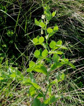 Fotografia 8 da espécie Lathyrus ochrus no Jardim Botânico UTAD