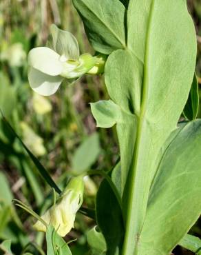 Fotografia 9 da espécie Lathyrus ochrus no Jardim Botânico UTAD