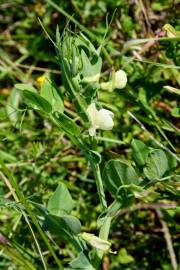 Fotografia da espécie Lathyrus ochrus