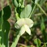 Fotografia 12 da espécie Lathyrus ochrus do Jardim Botânico UTAD