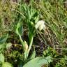 Fotografia 13 da espécie Lathyrus ochrus do Jardim Botânico UTAD