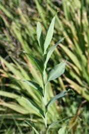 Fotografia da espécie Lathyrus ochrus