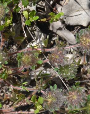 Fotografia 10 da espécie Trifolium cherleri no Jardim Botânico UTAD