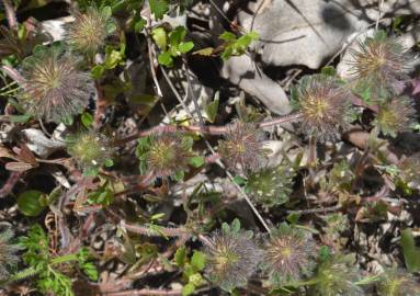 Fotografia da espécie Trifolium cherleri