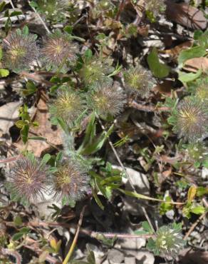 Fotografia 12 da espécie Trifolium cherleri no Jardim Botânico UTAD