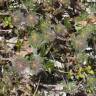 Fotografia 12 da espécie Trifolium cherleri do Jardim Botânico UTAD