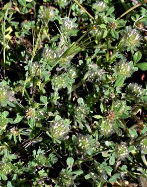 Fotografia 13 da espécie Trifolium cherleri no Jardim Botânico UTAD