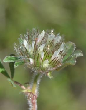 Fotografia 14 da espécie Trifolium cherleri no Jardim Botânico UTAD