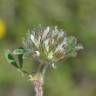 Fotografia 14 da espécie Trifolium cherleri do Jardim Botânico UTAD