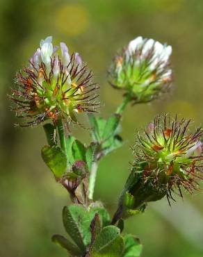 Fotografia 1 da espécie Trifolium lappaceum no Jardim Botânico UTAD