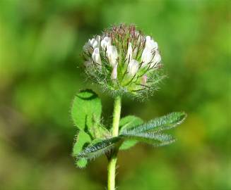 Fotografia da espécie Trifolium lappaceum