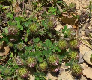 Fotografia da espécie Trifolium lappaceum