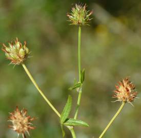 Fotografia da espécie Trifolium strictum