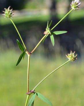 Fotografia 3 da espécie Trifolium strictum no Jardim Botânico UTAD