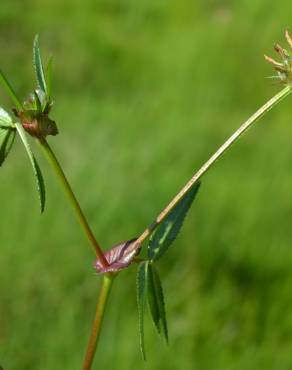 Fotografia 6 da espécie Trifolium strictum no Jardim Botânico UTAD