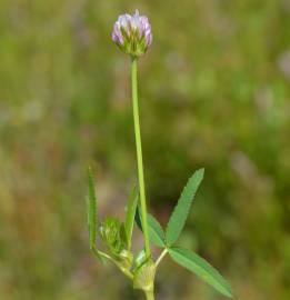 Fotografia da espécie Trifolium strictum