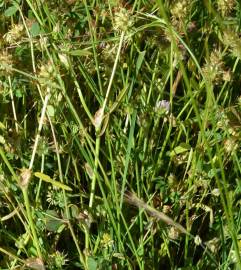 Fotografia da espécie Trifolium strictum