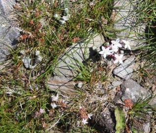 Fotografia da espécie Sedum brevifolium