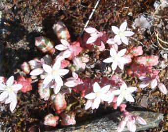 Fotografia da espécie Sedum brevifolium