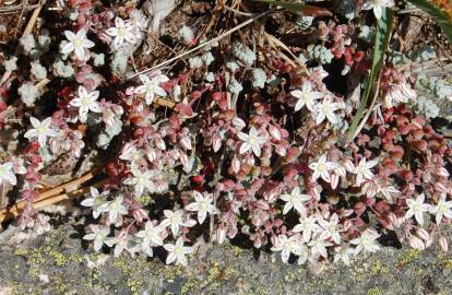 Fotografia da espécie Sedum brevifolium