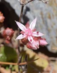 Sedum arenarium