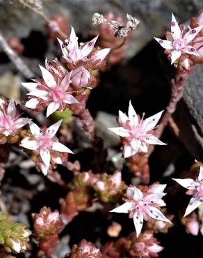 Fotografia 3 da espécie Sedum arenarium no Jardim Botânico UTAD