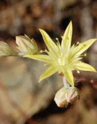 Sedum pruinatum