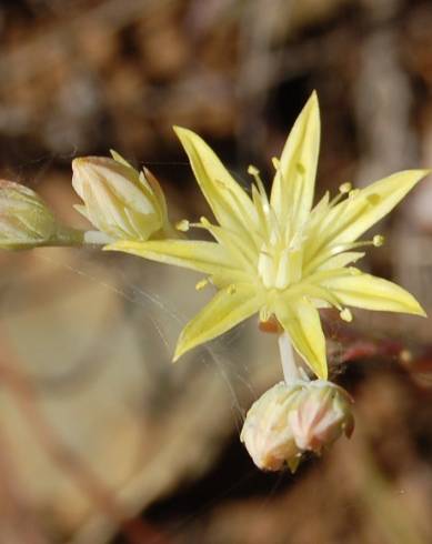 Fotografia de capa Sedum pruinatum - do Jardim Botânico