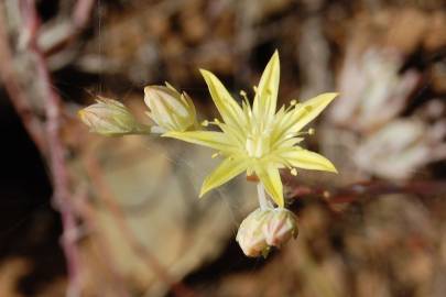 Fotografia da espécie Sedum pruinatum