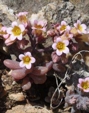 Fotografia 8 da espécie Sedum mucizonia no Jardim Botânico UTAD