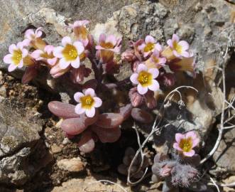 Fotografia da espécie Sedum mucizonia