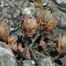 Fotografia 5 da espécie Sedum sediforme do Jardim Botânico UTAD