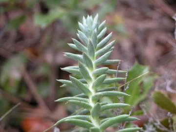 Fotografia da espécie Sedum sediforme