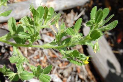 Fotografia da espécie Ononis viscosa subesp. breviflora