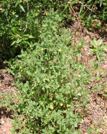 Fotografia da espécie Ononis viscosa subesp. breviflora