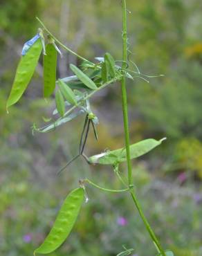 Fotografia 2 da espécie Vicia pseudocracca no Jardim Botânico UTAD