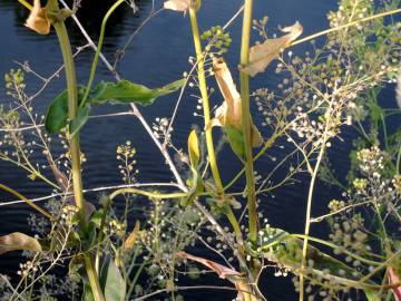 Fotografia da espécie Cochlearia glastifolia