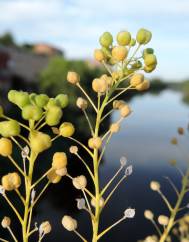 Cochlearia glastifolia