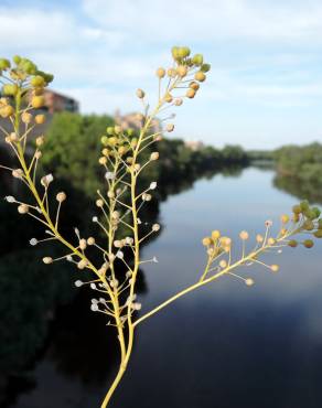 Fotografia 6 da espécie Cochlearia glastifolia no Jardim Botânico UTAD