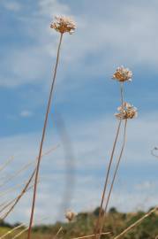 Fotografia da espécie Allium pallens