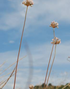 Fotografia 5 da espécie Allium pallens no Jardim Botânico UTAD