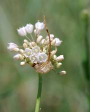 Fotografia da espécie Allium pallens