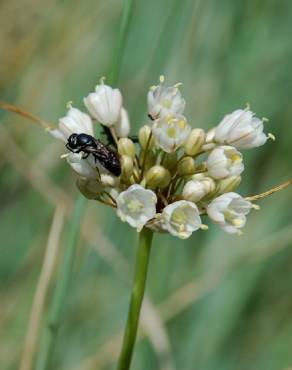 Fotografia 6 da espécie Allium pallens no Jardim Botânico UTAD