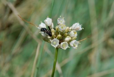 Fotografia da espécie Allium pallens